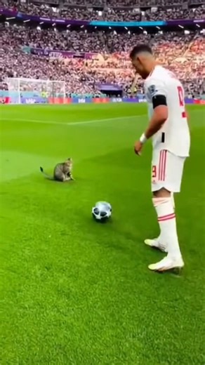 Ronaldo playing with cat 🐈