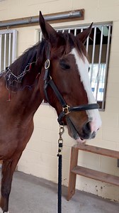 Cezanne is loving his acupuncture for some neck soreness today! Isn’t he adorable? | Springhill Equine Veterinary Clinic