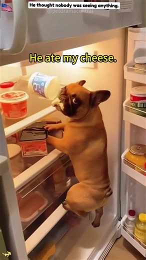 He stole my food.#funnydog#fyp#dogsoftiktok#dogstole#foryou | dog funny videos