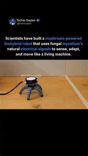 Scientists Made a Mushroom-Controlled Robot 😲🍄