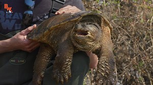 139K views · 413 reactions | Coyote and Mario explore the wilds of Ohio for snapping turtles and end up catching DOUBLE DRAGONS! Get ready, this first episode of Dragon Tails season 3 is INTENSE! | Coyote Peterson | Facebook