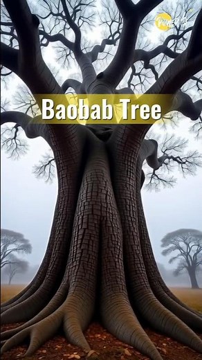Why Baobab Trees Are Storing Water #PawerIQ