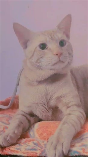 cats hack trending video cat 🐈