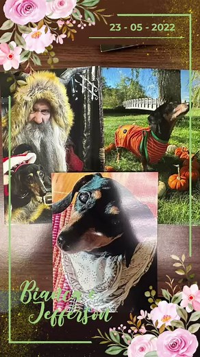 1.6K views · 16 reactions | We are so lucky to have adopters who realize that our love for their pet doesn’t end when they leave the shelter! We got this amazing update from dog-mom of Patti who was adopted in 2019. They say she is a queen among canines and is the light of their lives. They included photos and a sweet card filling us in on all her adventures for the last five years.  | Lowell Humane Society | Facebook