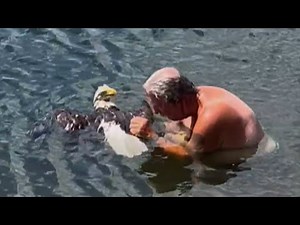 Man Jumps Into Alligator-Infested Waters to Save Bald Eagle