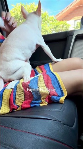 lovely #dogs #love #dogsofinstagram#beautiful #dog#instagood #puppy #cute #dogstagram #Short videos1