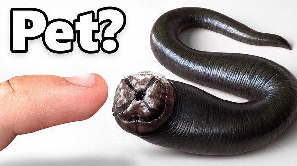 I got a pet leech (yes, really)