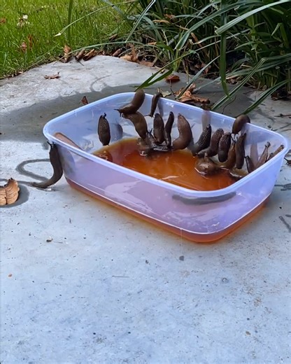 SO MANY SLUGS! 🍺🐌 | FOODbible