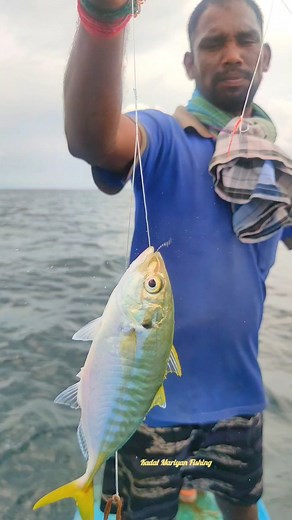 2.7K views · 23 reactions | Yellowtail Snapper fish Catching in Sea #AmaZing #food | Kadal mariyan- fishing | Facebook