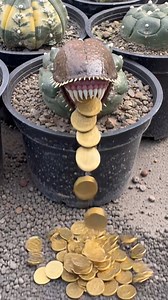 Astrophytum asterias AI Art｜#succulent #cactus #flowers #potted #plant｜SprezeLand | 張春風