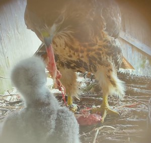 Our Mother Red Tailed Hawk “Windigo” feeding her two week old babies. If you look closely, Dad is watching over the process! | Canadian Raptor Conservancy
