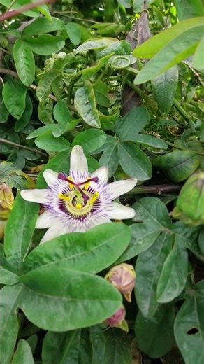 17 января 2026 г.