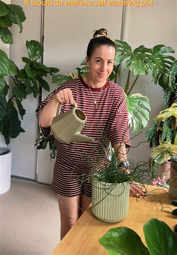 Three new houseplants; a mystery Monstera, philodendron and curly queen. New houseplant routine checklist: ✂️Remove any damaged leaves 👀Looks for pests, really LOOK under the leaves, the stems, the pot 🧼Wipe the foliage, front and back! 🐛Spray with neem oil if appropriate 💧Check if it needs watering 📕 Learn its care! The label may not be correct 👀 🌿Keep it away from your other plants for a week or two. . . #newplants #planthaul #plantshopping #philodendron #rareplants