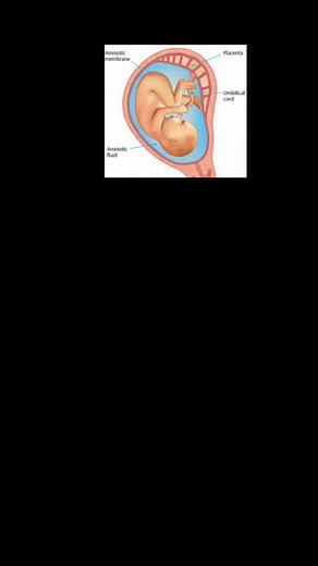 🤰Amniotic fluid is a clear, slightly yellowish liquid that surrounds the unborn baby (fetus) during pregnancy. It is contained in the amniotic sac. 🤔What is normal AFI amniotic fluid? A normal amniotic fluid index is 5 cm to 25 cm using the standard assessment method. Less than 5 cm is considered oligohydramnios, and greater than 25 cm is considered polyhydramnios. 💁‍♀️Tips To Increase Amniotic Fluid 1️⃣ Increase your water intake, as this is one of the easiest ways to increase the amniotic f