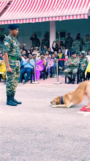 "Loyal Soldier's Best Friend: Watch How This Dog 🐕 Obeys Every Command! #indianarmy #bsf