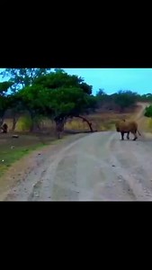 1.5K reactions · 11 shares | What a smart move!! A male lion versus a...