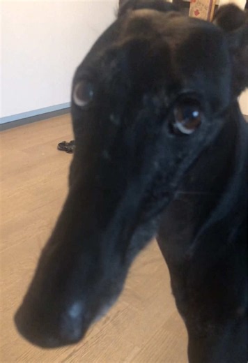 Life on an Italian greyhound.#greyhound #fyp #dog #dogsoftiktok #funny | grey hound