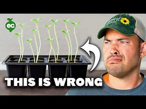 How To Start Seeds Indoors Under Lights (COMPLETE GUIDE)
