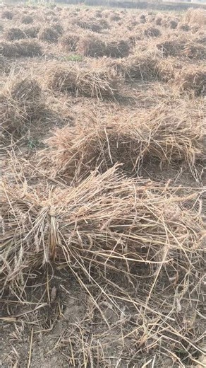 Rohit tyagi #shortsviral #youtubeshorts #farming #farmerlife