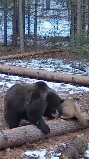 Could a bear’s strength beat a lion’s speed? 🐻💪🦁💨 #Bear #Lion #VS #Wild #Fight #battleroyale