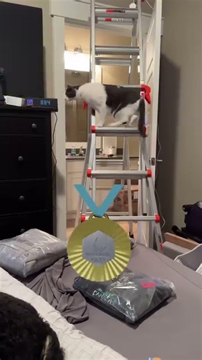 Gold medal moment! 🏅 Watch Ernie the cat master the ladder like an Olympic champion