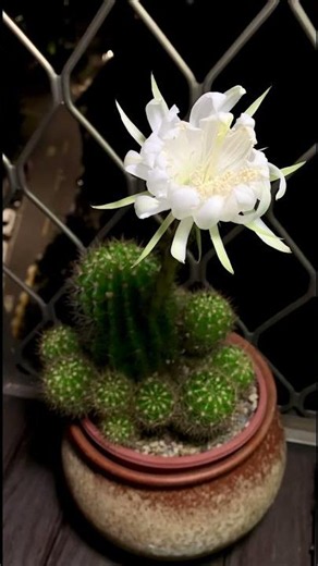 🌵《金盛丸》夜間限定的曇花一現 #縮時攝影 #succulent #仙人掌 #cactus #金盛丸 #仙人掌開花 #flowersblooming