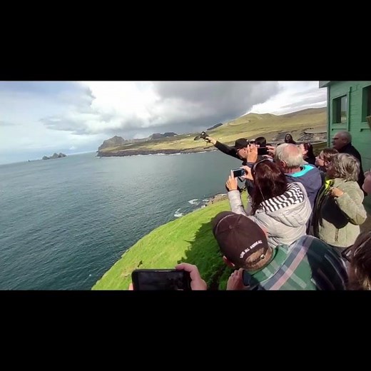 Tossing baby puffins from cliffs in Vestmannaeyjar, Iceland