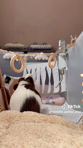 Adorable Guinea Pig ASMR: Oreo and Brownie Eating