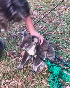 Saving a beautiful Koala stuck on a fence! | MetDaan Animals