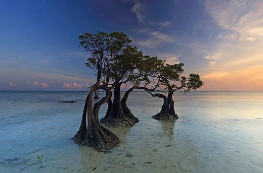 The Dancing Mangrove Trees of Sumba Island