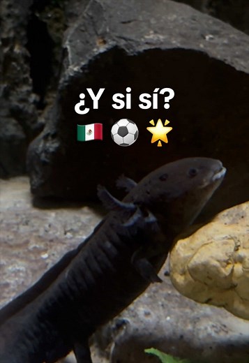 ¿Y si sí? México y el orgullo nacional en especies nativas