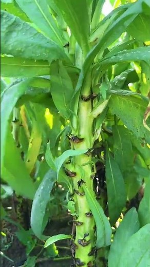 Harvesting lettuce the traditional way #vegetables #farming