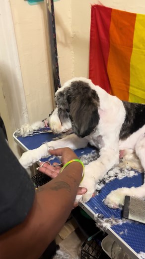 Calm Dog Grooming Services at Home