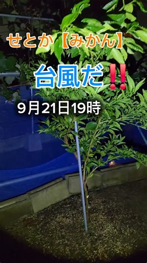 2026年9月21日せとか【みかん】台風だー🥹雨と風が強くなってきた！剪定したところを確認
