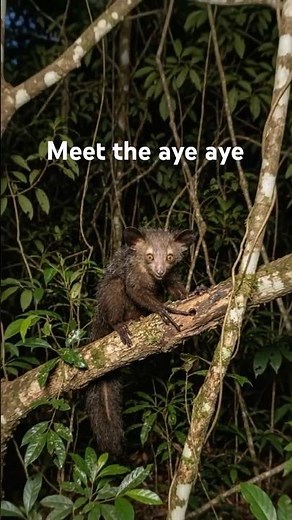 Meet the aye aye! At first glance, it looks terrifying but its secret ability is incredible.