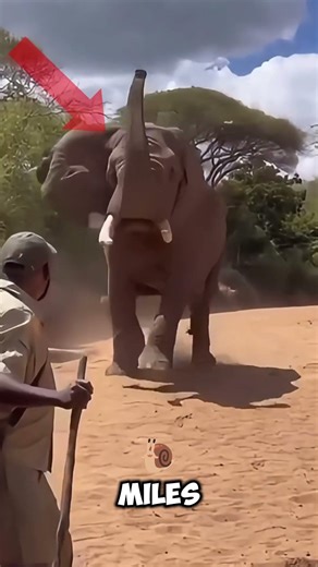 Three animals that attack humans #facts #animalfacts #wildlife