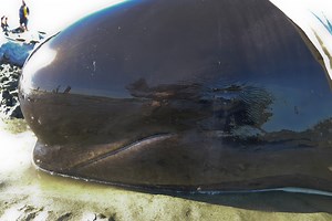 Watch volunteers save 46 beached whales