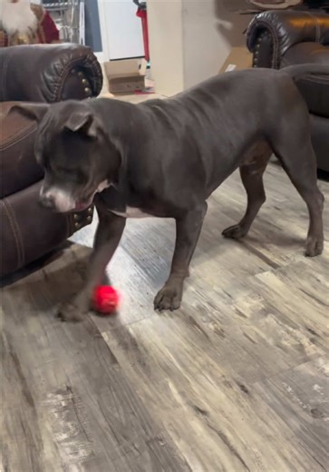 Enjoy Watching Puppy Play with His Ball