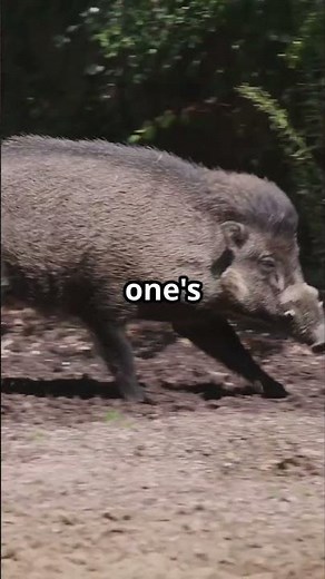 Top Endangered Species in the Philippines - Visayan Warty Pig #facts #wildlife #animals #nature