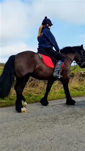 Police dog vs racehorse: who wins #malinois #k9