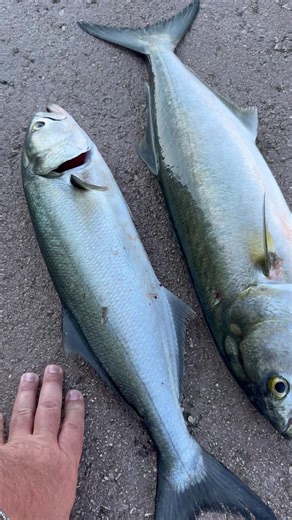Big serra a teleferica #fishing #longcasting #surfcasting #pesca #fishingtrip #biagiomorra #reel #otg #sabaudia | Biagio MORRA
