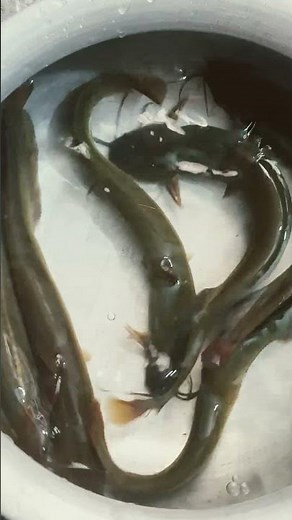 asian stinging catfish (heteropentus fossils)