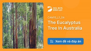 The Eucalyptus Tree In Australia IELTS Listening Answers With Audio, Transcript, And Explanation | IELTS Listening Practice @dolacademy - Học Tiếng Anh Free - Chất lượng Premium