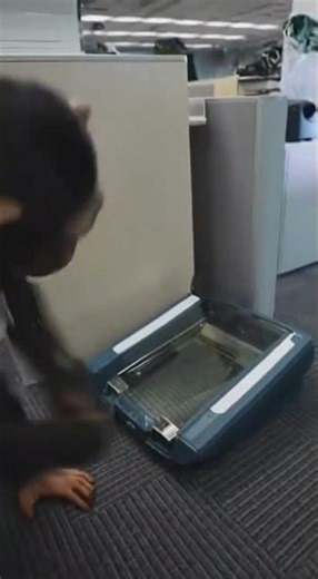 Office Monkey FIRED via Email... REPLYING TO ALL WITH CHAOS! 💼💥