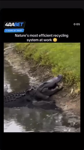 Explain Everything on Instagram: "The post features a 7-second wildlife video showing the sheer power of an alligator’s bite as it crushes a turtle’s shell with ease. Large adult alligators can generate over 2,000 PSI of bite force, driven by massive jaw muscles and a skull built to apply extreme, focused pressure. Their conical teeth clamp down on weaker points of the shell, causing it to crack despite the turtle’s bony, keratin-covered armor. The clip also highlights a lesser-known fact: an al