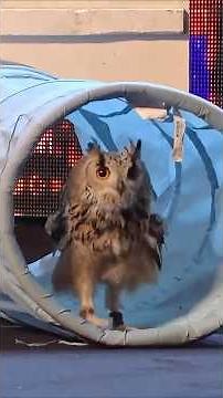 Owl's Got Talent?! 🦉