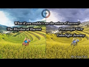 Mu Cang Chai: The Vibrant Rhythm of Harvest | Protanopia Simulation | Color Vision Physiology