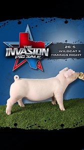 We will be bringing 2 of our landrace gilts to the The Invasion Pig Sale preview Sat Aug 16th and Sale Aug 17th #showpigs #texas #landrace | Dadson Farms