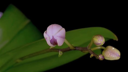 Let Go - Ark Patrol, Veronika Redd #music #lyrics #musiclyrics | let go ark patrol