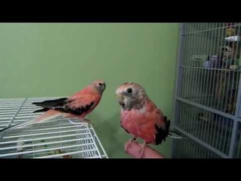 Bourke Parakeet Cage Set up and Cage Tour
